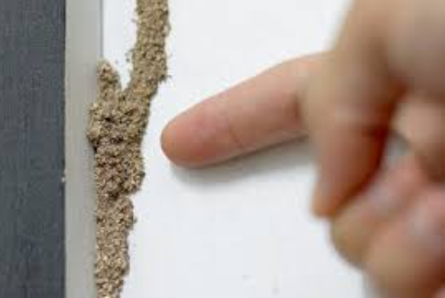 Signs of Termites in Walls: Your Comprehensive Checklist